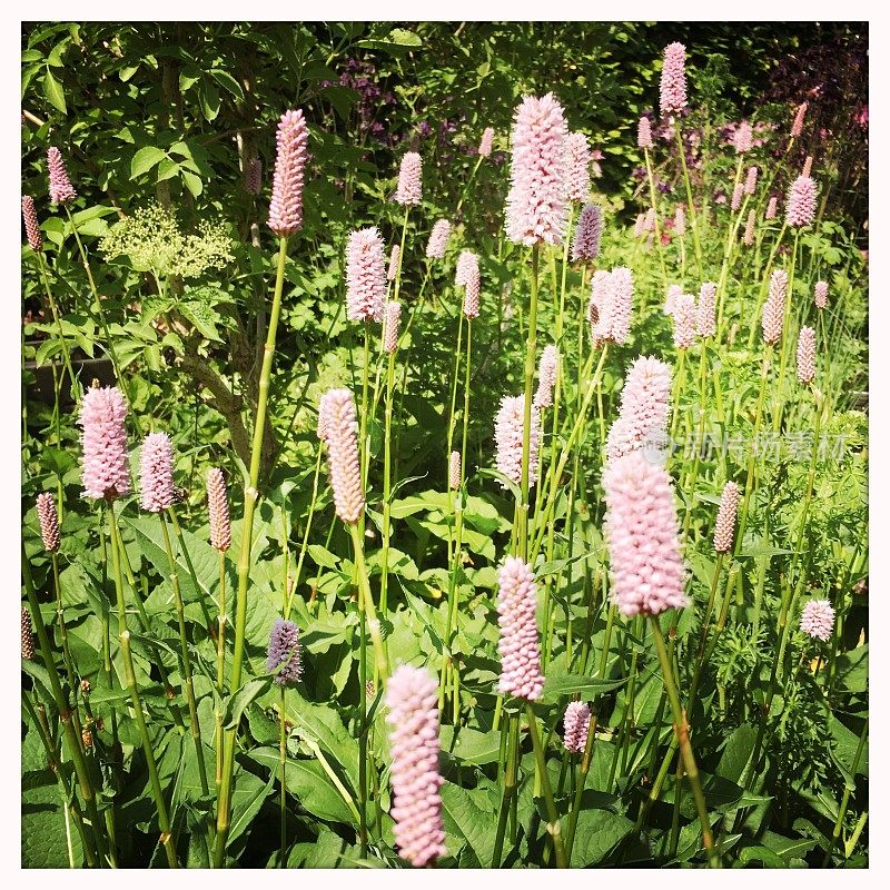 officinalis(同义Persicaria Bistorta)，又称木犀草、普通木犀草、欧洲木犀草或草甸木犀草，是木犀草科的一种开花植物，原产于欧洲和西亚北部。